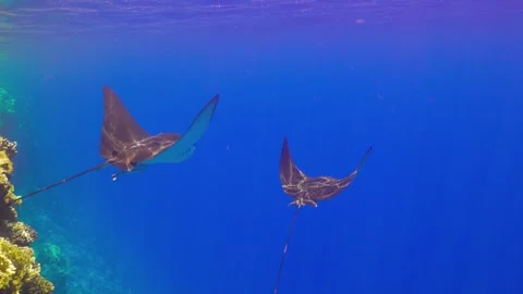 Manta Fish Swims in the Sun Rays Stock-Footage 254746363