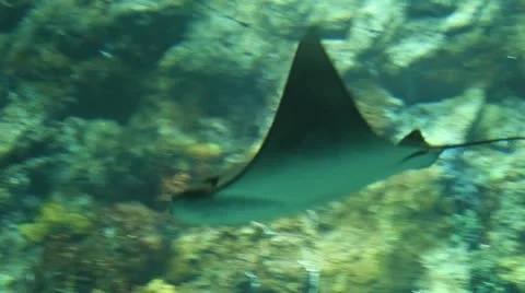 Manta Stock Footage 12744822