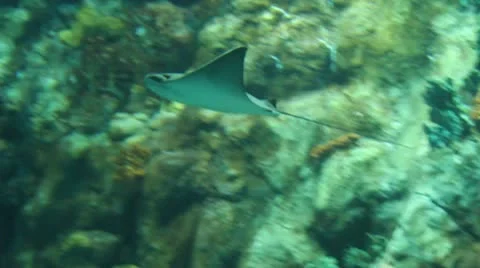 Manta Stock Footage 12745136