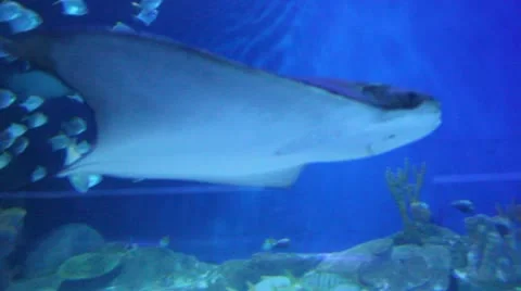 Manta Video stock 20619687