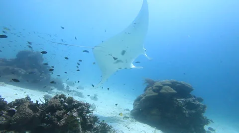 Manta Stock Footage