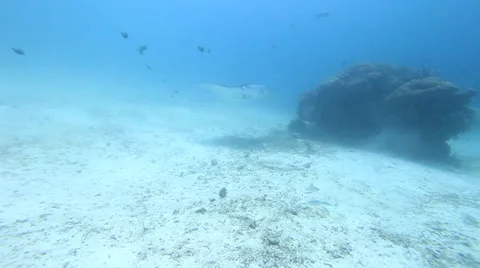 Manta Video stock 37733224