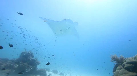 Manta Video stock 37733232