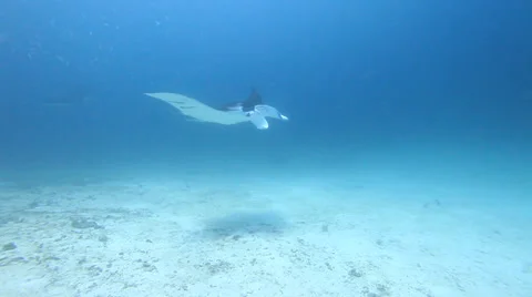 Manta Video stock 37733237