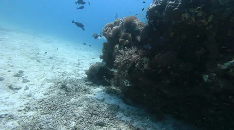 Manta Video stock 37733238