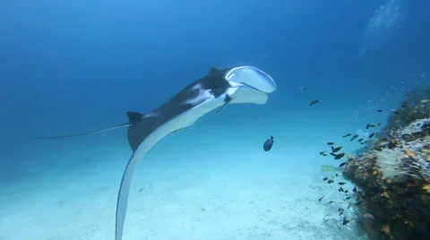 Manta Video stock 37733240