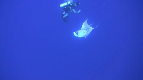 Manta looping with divers Stock Footage 63296173
