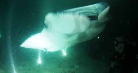 Manta by Night Stock Footage 272200819
