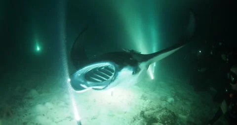 Manta by Night Stock Footage 272200915