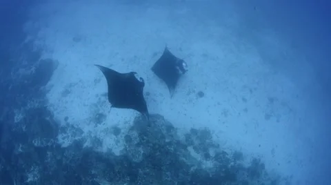Manta Play From Above Stock Footage 66694048
