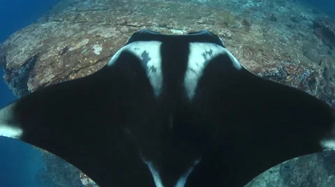Manta ray from above Vidéo 32709277