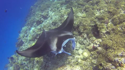 Manta Ray from above Stock Footage 50793834