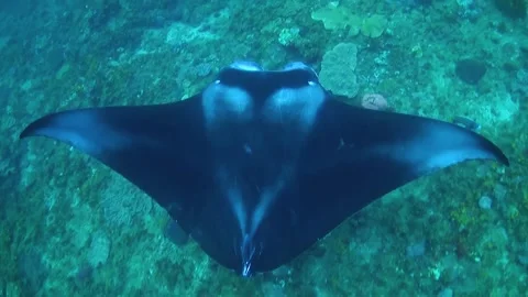 Manta ray from above. Vidéo 246299056