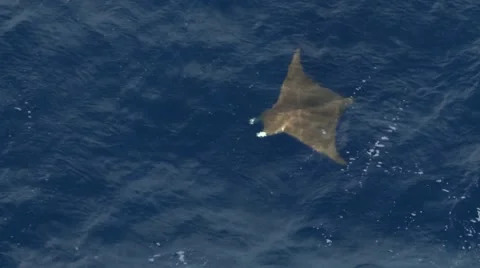 Manta Ray aerial 스톡 동영상 54603323