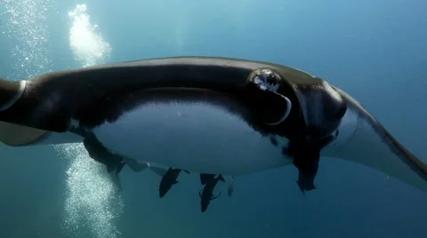 Manta ray almost bumped into my camera at Socorro 動画素材 67849545