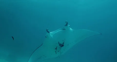 Manta Ray alone in the Pacific Ocean. Underwater marine life with manta ray in t Vídeos de archivo 124463636