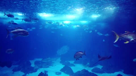 Manta Ray amid school of fish Stock Footage 25846349