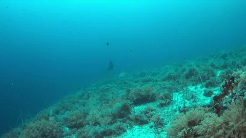 Manta ray and Blacktip Reef Shark Stock Footage 71127025