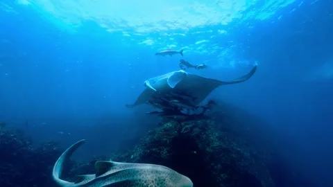 Manta Ray and Fish in Oceanic Waters, Underwater Scene Stock Footage 301045586
