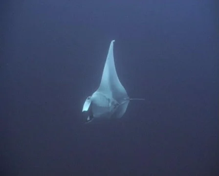 A Manta Ray approaches camera - underwater view Stock Footage 577647