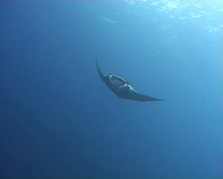Manta ray approaching camera - wide view Stock Footage 578150