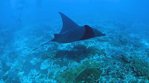 Manta ray in Bali Stock Footage 108293397