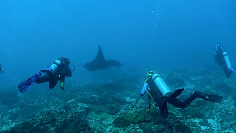 Manta ray in Bali. Stock Footage 108293398