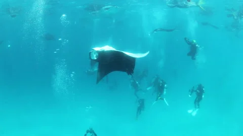 Manta ray barrel rolls Stock Footage 48013213