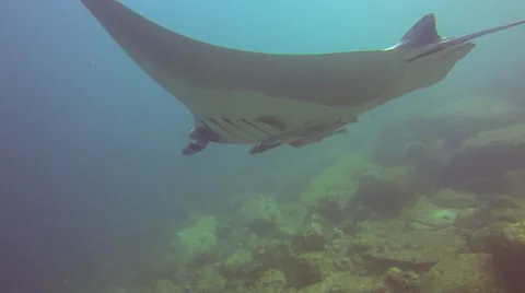 Manta Ray from behind Stock Footage 33783195
