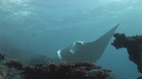 Manta Ray Being Cleaned Stock Footage 55375063