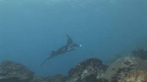 Manta Ray Being Cleaned Stock Footage 55376643