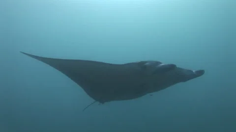 Manta Ray Being Cleaned Stock Footage 55384541