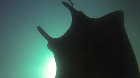 Manta Ray from below Stock Footage 33791526