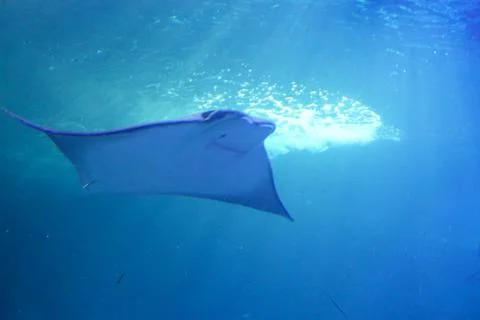 Manta like ray beneath bright surface window Foto stock