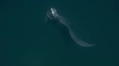 Manta Ray Blowing Bubbles Out Of Its Gills; Beautiful, Mystical, Graceful Stock Footage 266778279