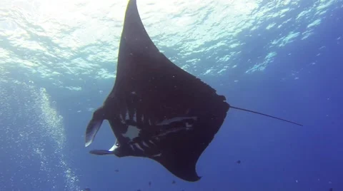 Manta Ray in the blue Stock Footage 50793795