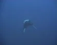 Manta ray in the blue - wide shot SD Footage