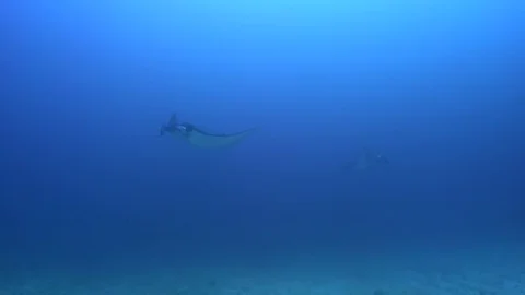 Manta Ray Circling Stock Footage 80408720