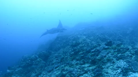 Manta Ray Cleaning 3 Stock Footage 64306939
