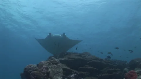 Manta Ray Cleaning Stock Footage 52823309