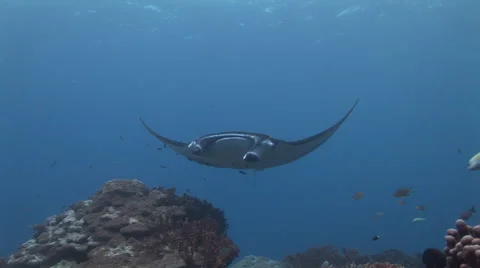 Manta Ray Cleaning Stock Footage 52823348