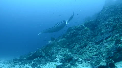 Manta Ray Cleaning Stock Footage 64306330