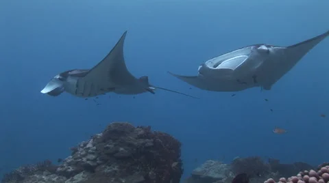 Manta Ray Cleaning Station Stock Footage 52823347