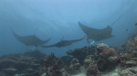 Manta Ray Cleaning Station Stock Footage 52823353