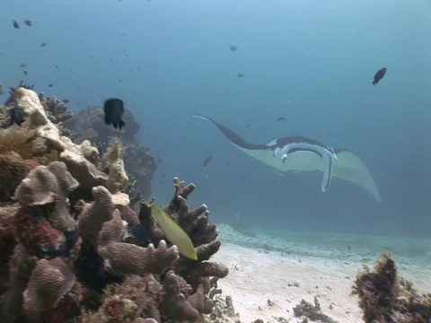 Manta Ray cleaning station Stock Footage 98477953