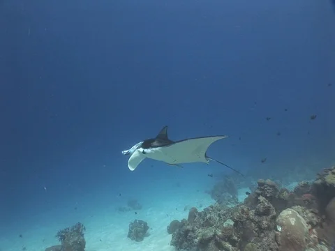 Manta Ray cleaning station Stock Footage 98478501