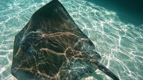 Manta ray close up at El Cielo, 4K 29.97fps Stock Footage 314274854