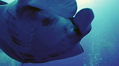 Manta ray close encounter, overhead shot, red sea Stock Footage 38646105