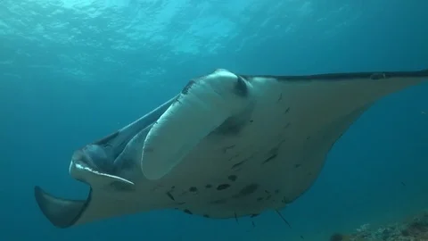 Manta Ray Close up of face and surface Video stock 72132106