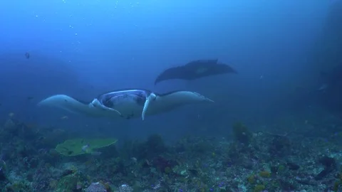 Manta Ray Close Up Video stock 80408797
